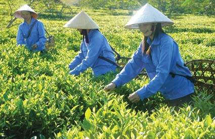 Trên những đồi chè xuân