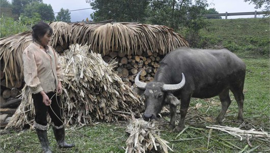 Trong những ngày tết, lá mía và bã mía ép là nguồn thức ăn lý tưởng cho đàn trâu bò Trong những ngày tết, lá mía và bã mía ép là nguồn thức ăn lý tưởng cho đàn trâu bò