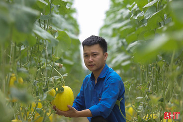 Vườn dưa lưới công nghệ cao trĩu quả ở Đức Thọ