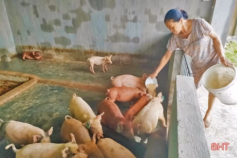 Lộc Hà đa dạng hóa cách thức sản xuất để giảm nghèo bền vững, cải thiện thu nhập