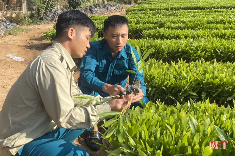 Xanh thêm những cánh rừng Hà Tĩnh
