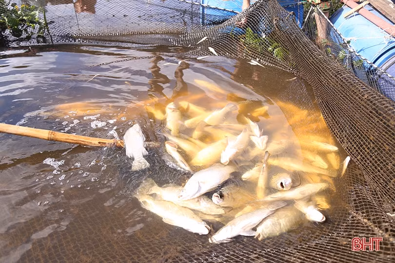 Lấy mẫu phân tích, sớm làm rõ nguyên nhân cá chết trên sông Nghèn