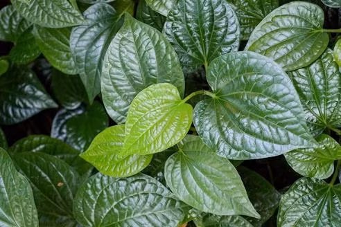 9 cách dùng lá lốt giảm đau, viêm khớp hiệu quả