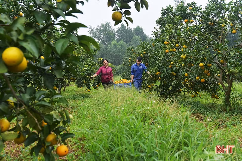 Khoa học công nghệ mở hướng phát triển nông nghiệp hữu cơ