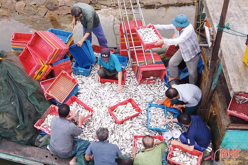 Hà Tĩnh: Sản lượng khai thác thủy sản 9 tháng ước đạt 32.327 tấn