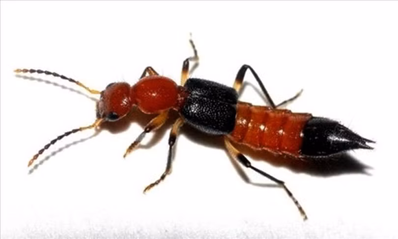 Bác sỹ Hà Tĩnh khuyến cáo người dân không tự điều trị khi bị kiến ba khoang đốt