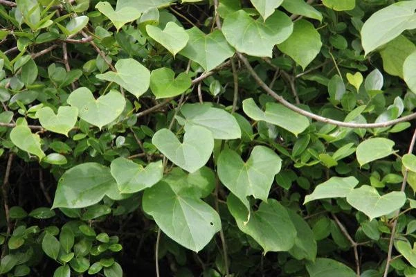 9 cách dùng lá lốt giảm đau, viêm khớp hiệu quả