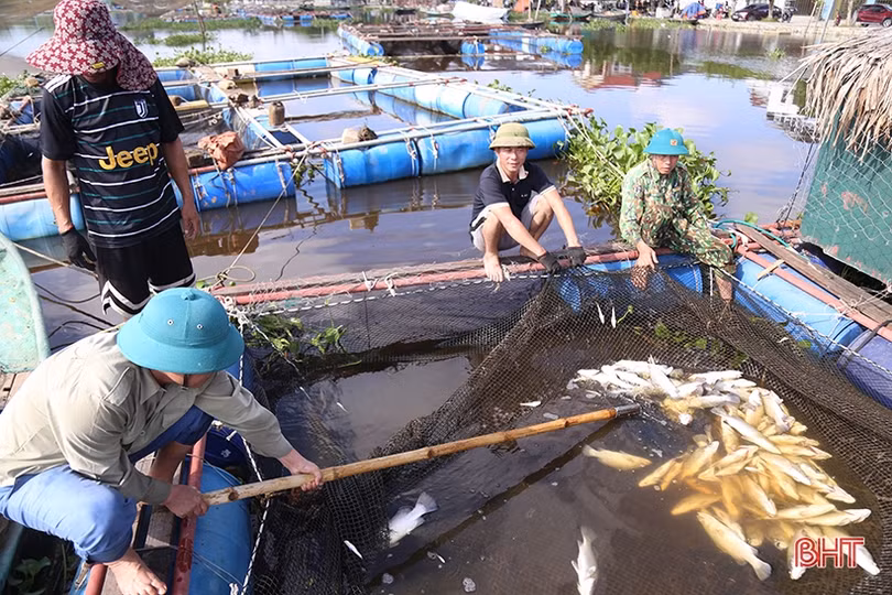 Lấy mẫu phân tích, sớm làm rõ nguyên nhân cá chết trên sông Nghèn