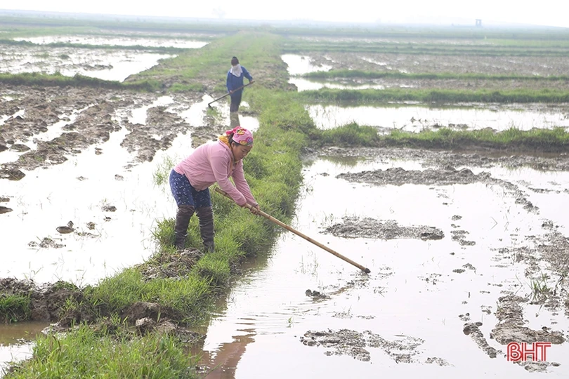 Nông dân Hà Tĩnh chống rét cho mạ, chuẩn bị xuống giống trà chính vụ lúa xuân