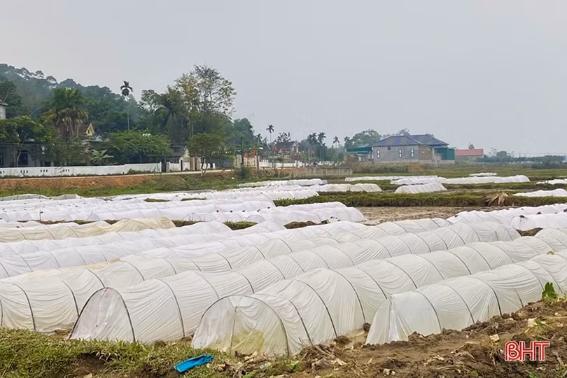 Nông dân Hà Tĩnh chống rét cho mạ, chuẩn bị xuống giống trà chính vụ lúa xuân