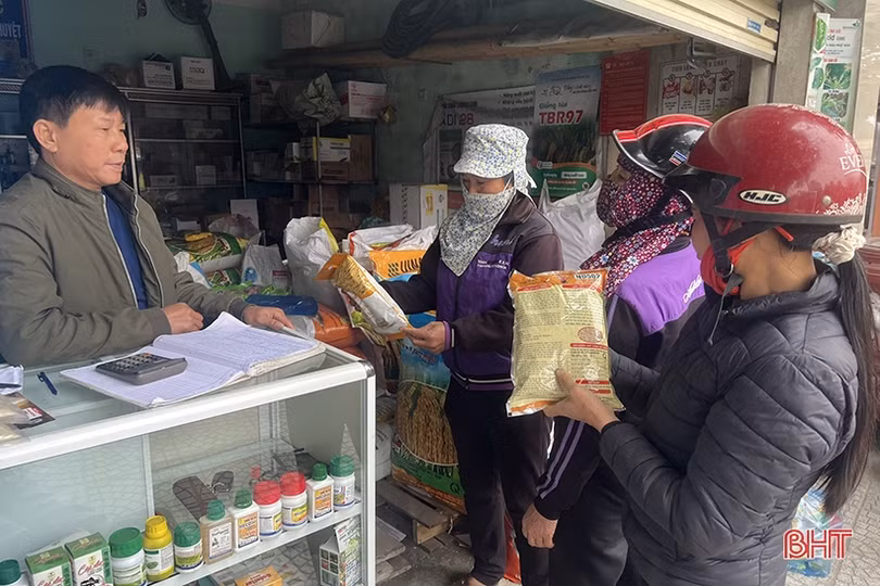 Nông dân Hà Tĩnh chống rét cho mạ, chuẩn bị xuống giống trà chính vụ lúa xuân