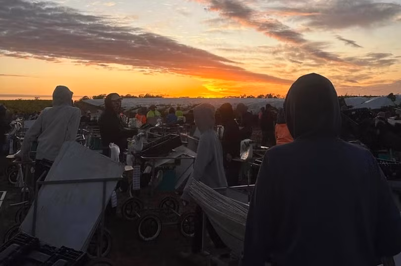 Lao động Việt rời Nhật sang Úc với mức lương cao gấp đôi