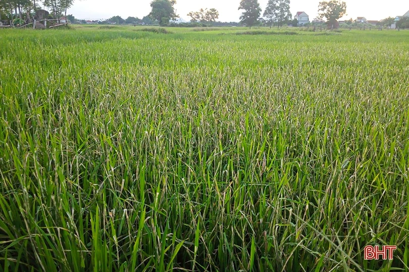 Sâu bệnh đồng loạt “xuất kích” hại lúa hè thu ở Hà Tĩnh