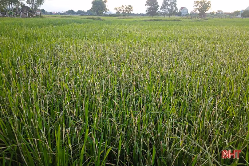Sâu bệnh đồng loạt “xuất kích” hại lúa hè thu ở Hà Tĩnh