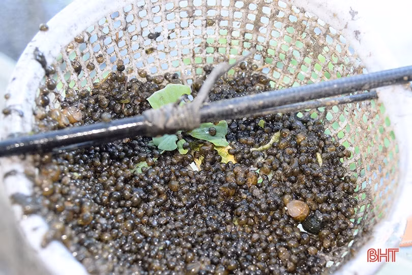 Đầu tư ít, lợi nhuận cao từ nuôi ốc bươu đen