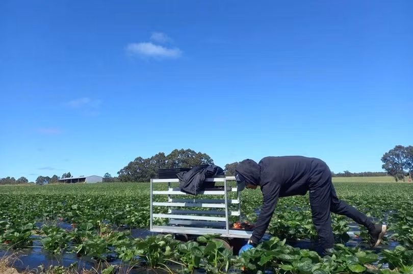 Lao động Việt rời Nhật sang Úc với mức lương cao gấp đôi