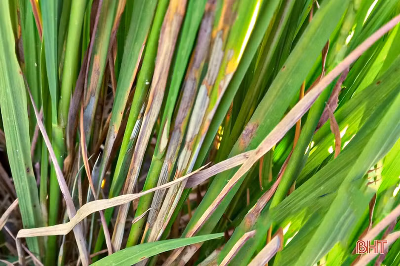 Sâu bệnh đồng loạt “xuất kích” hại lúa hè thu ở Hà Tĩnh