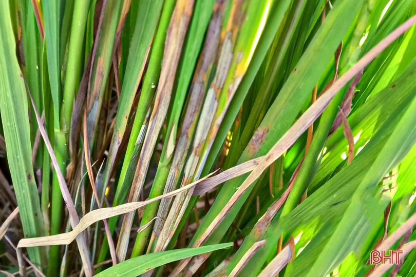 Sâu bệnh đồng loạt “xuất kích” hại lúa hè thu ở Hà Tĩnh