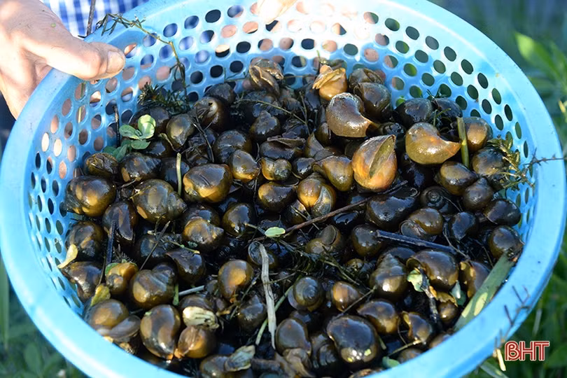 Đầu tư ít, lợi nhuận cao từ nuôi ốc bươu đen