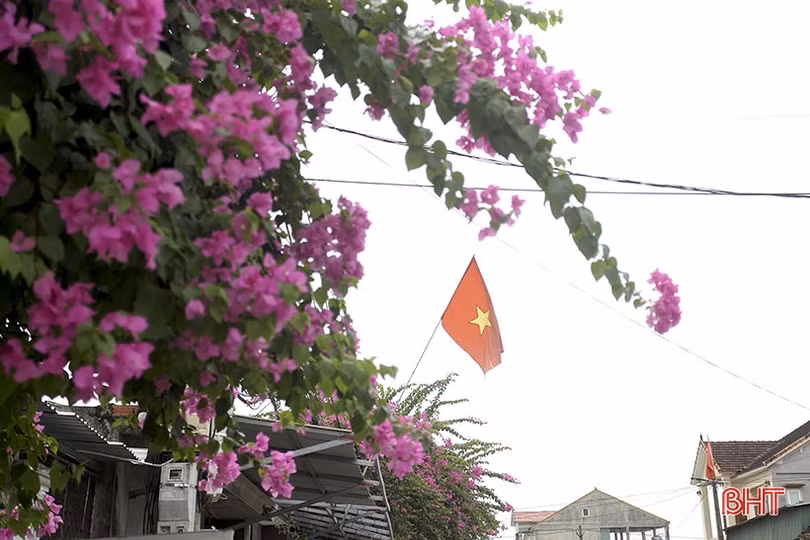 Hoa giấy nở tím miền quê nông thôn mới kiểu mẫu của Can Lộc