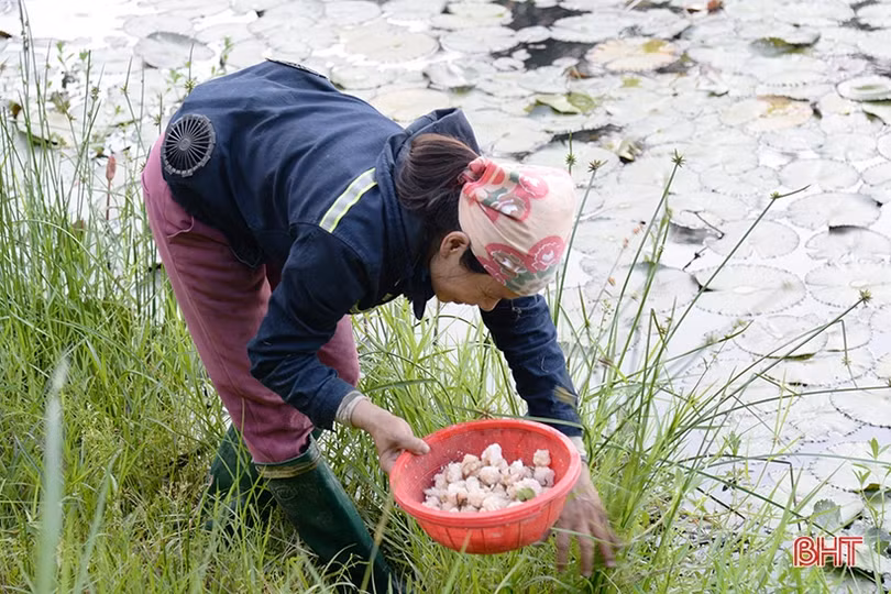 Đầu tư ít, lợi nhuận cao từ nuôi ốc bươu đen
