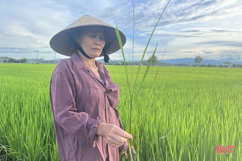 Sâu bệnh đồng loạt “xuất kích” hại lúa hè thu ở Hà Tĩnh