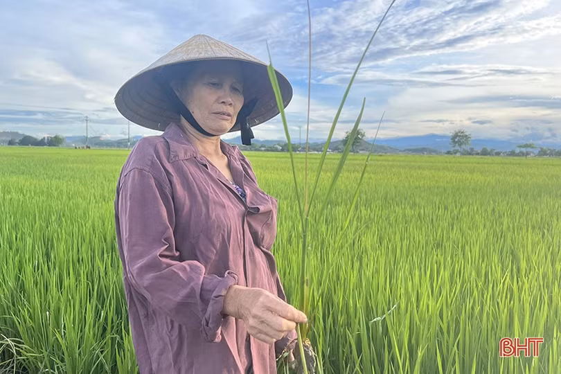 Sâu bệnh đồng loạt “xuất kích” hại lúa hè thu ở Hà Tĩnh