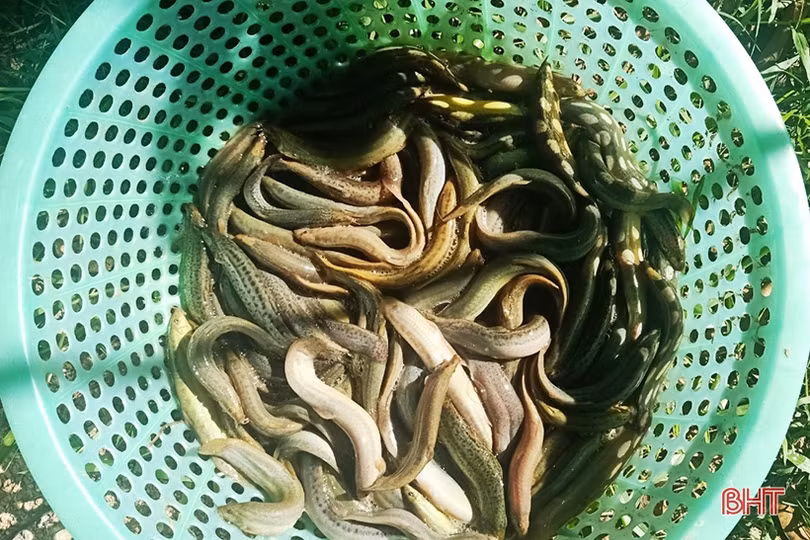 Nông dân Cẩm Xuyên chia sẻ kinh nghiệm nuôi chạch sụn