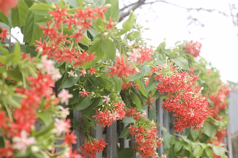 Hoa giấy nở tím miền quê nông thôn mới kiểu mẫu của Can Lộc