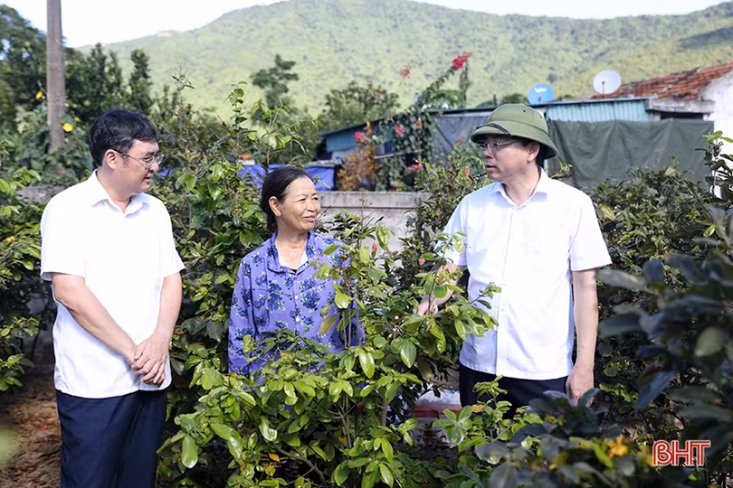 Xây dựng “vé thông hành” cho cây mai vàng Kỳ Nam