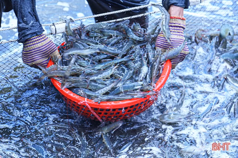 Hà Tĩnh có gần 630 ha nuôi tôm thâm canh công nghệ cao