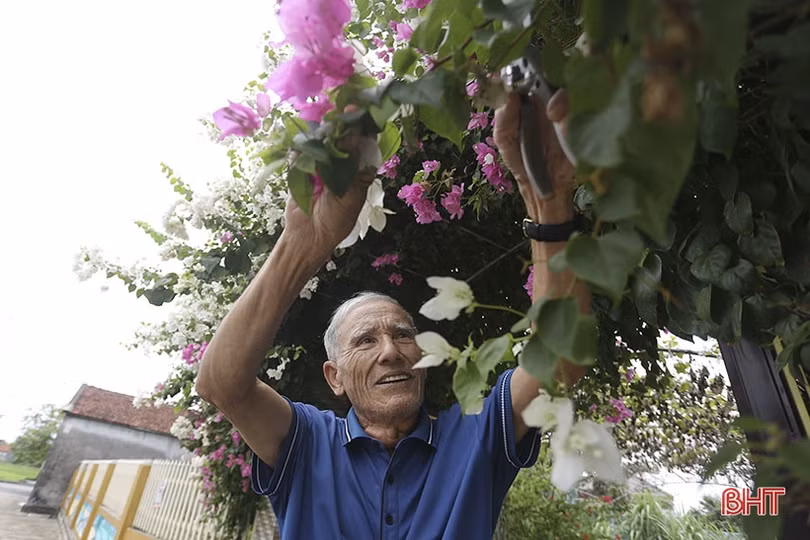 Hoa giấy nở tím miền quê nông thôn mới kiểu mẫu của Can Lộc