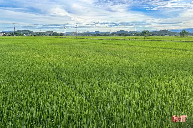 Sâu bệnh đồng loạt “xuất kích” hại lúa hè thu ở Hà Tĩnh