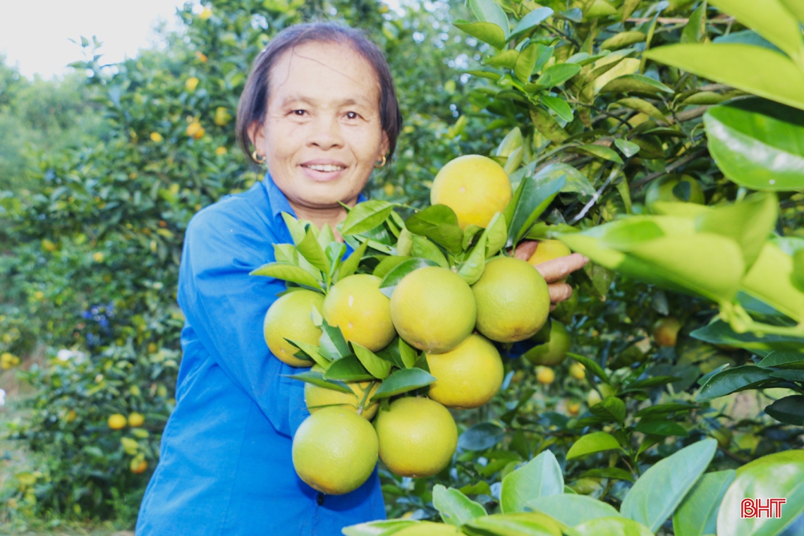 Vựa cam ở Hà Tĩnh vào mùa thu hoạch