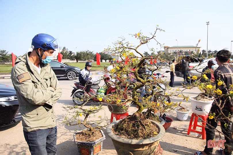 Cây cảnh chiều 30 tết tại Hà Tĩnh: Đào “sạch trơn”, quất bán chạy, mai ế ẩm