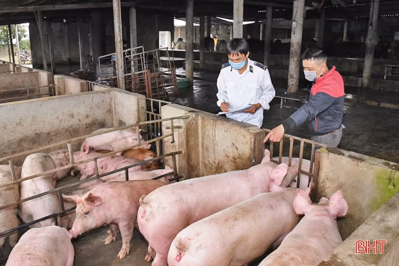 Hà Tĩnh: Ngày cuối năm của cán bộ kiểm soát giết mổ ở nơi có dịch bệnh trên trâu bò