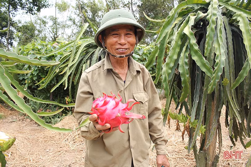 Đất Nghi Xuân “kết” thanh long ruột đỏ