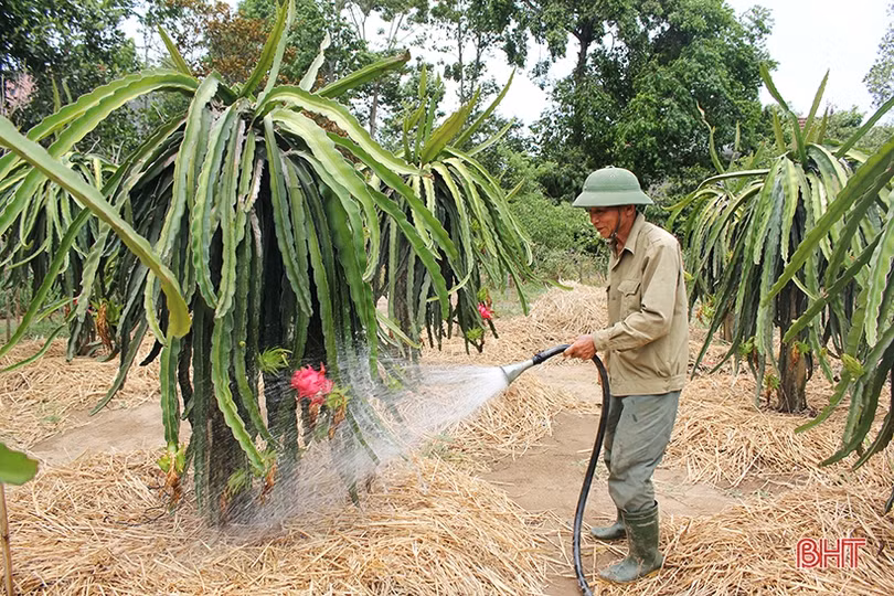 Đất Nghi Xuân “kết” thanh long ruột đỏ