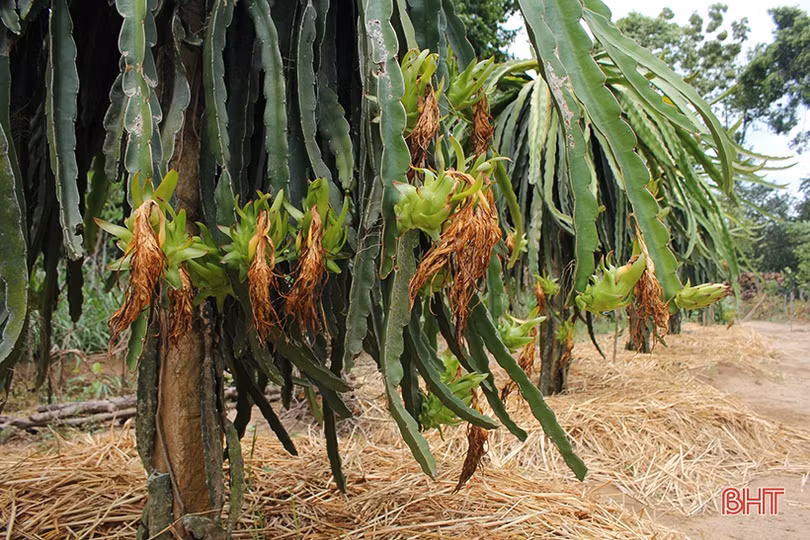 Đất Nghi Xuân “kết” thanh long ruột đỏ