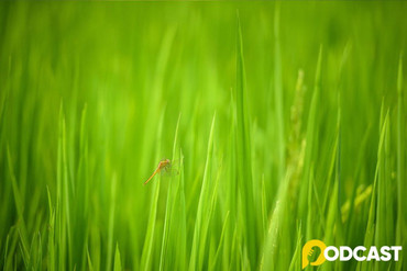 Podcast tản văn: Lấp lánh những cánh chuồn