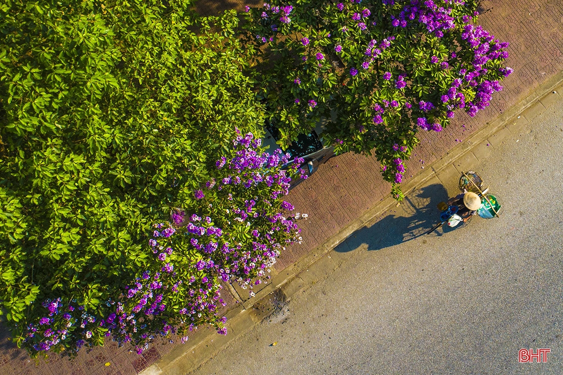 Ngắm vẻ đẹp của hoa bằng lăng trên phố phường Hà Tĩnh