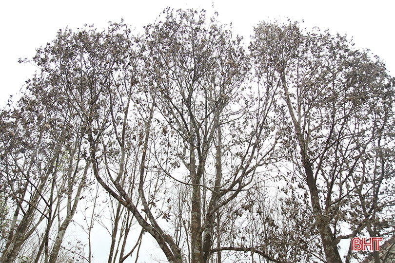 Sâu ăn lá “tấn công” hàng trăm héc-ta dó trầm ở Hà Tĩnh