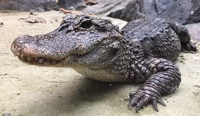 Hơn 14.000 con cá sấu tỉnh giấc sau kỳ ngủ đông