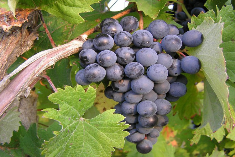 Những trái cây tốt cho sức khỏe và hệ miễn dịch giữa mùa dịch Covid-19