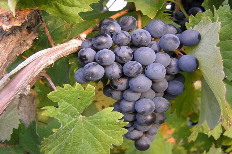 Những trái cây tốt cho sức khỏe và hệ miễn dịch giữa mùa dịch Covid-19