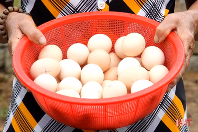 Ngắm vườn mẫu sum suê rau quả vào mùa thu hoạch trên những miền nông thôn mới Hà Tĩnh