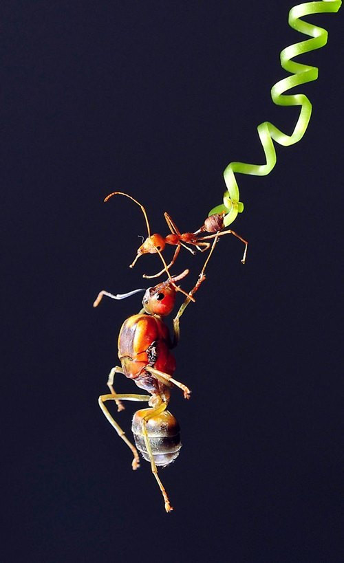 Việt Nam đoạt 2 giải vàng ảnh quốc tế