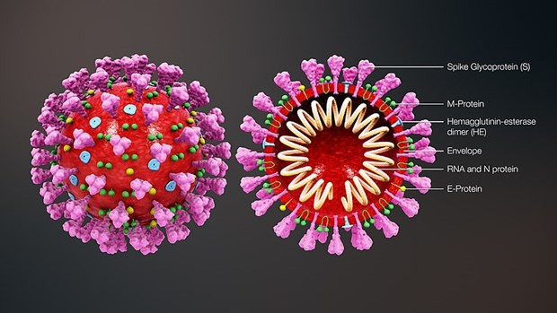 Australia chụp hình 3D virus SARS-COV-2 hỗ trợ chế tạo vắc-xin