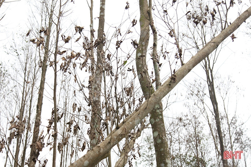 Sâu ăn lá “tấn công” hàng trăm héc-ta dó trầm ở Hà Tĩnh