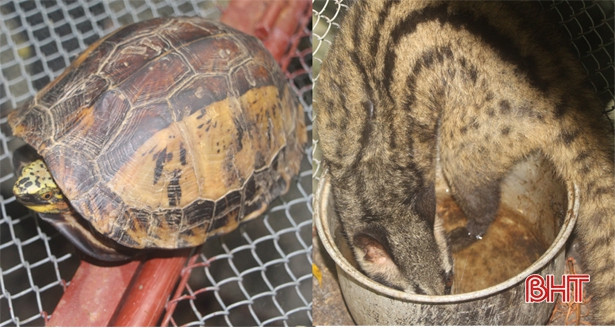 Bàn giao cá thể rùa trán vàng, cầy hương cho Vườn quốc gia Vũ Quang